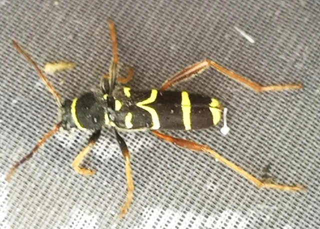 Clytus arietis - közönséges darázscincér