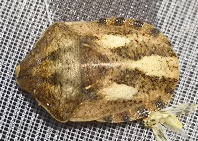 Eurygaster Eurygaster