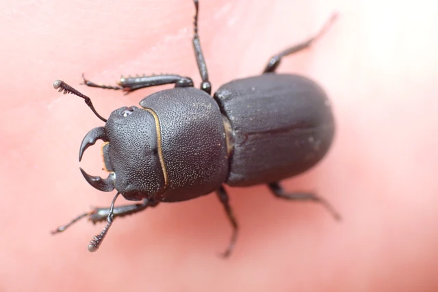 Dorcus parallelipipedus - kis szarvasbogár