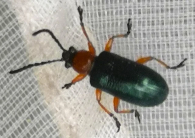 Oulema melanopus/duftschmidi