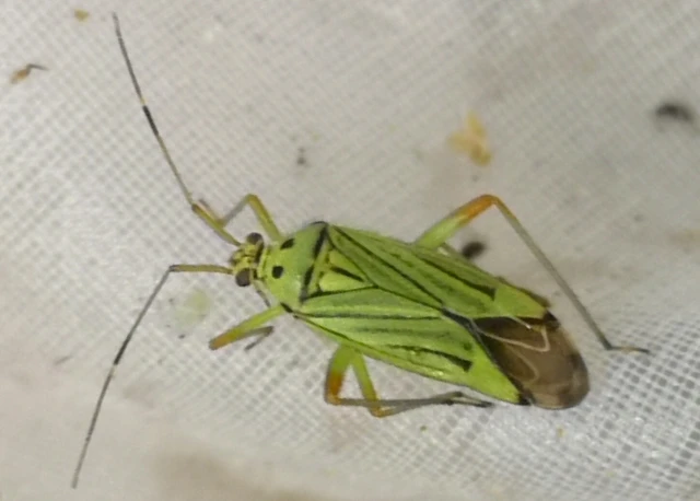 Mermitelocerus schmidtii