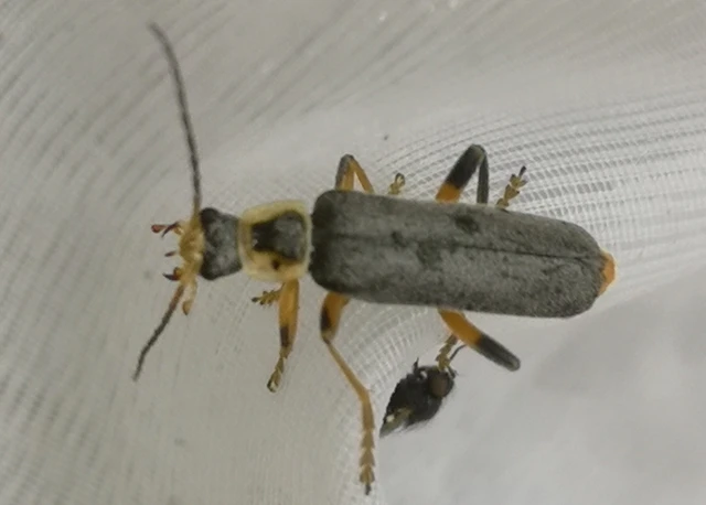 Cantharis nigricans - feketéllő lágybogár