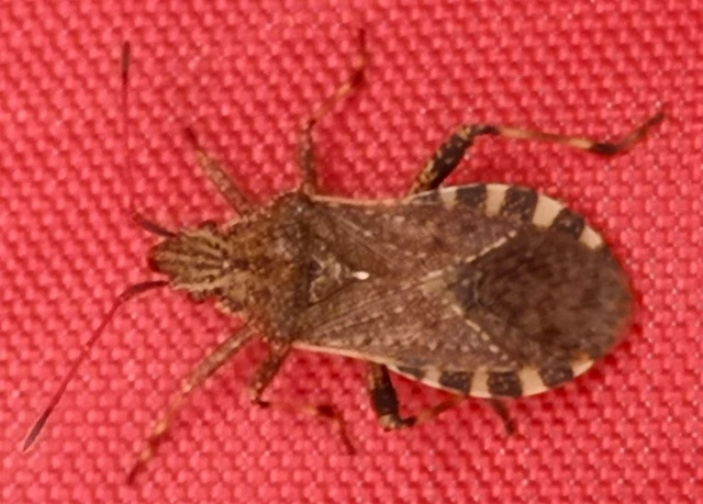 Ceraleptus gracilicornis - tüskéslábú karimáspoloska
