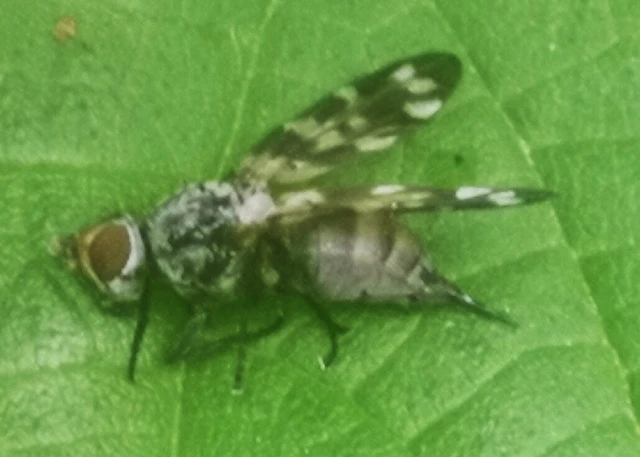 Diptera - Kétszárnyúak