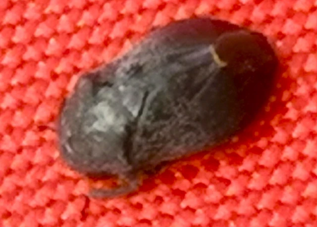Penthimia nigra - fekete kabóca Penthimia nigra - fekete kabóca