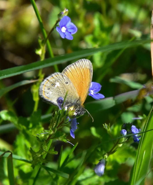 Coenonympha glycerion - közönséges szénalepke
