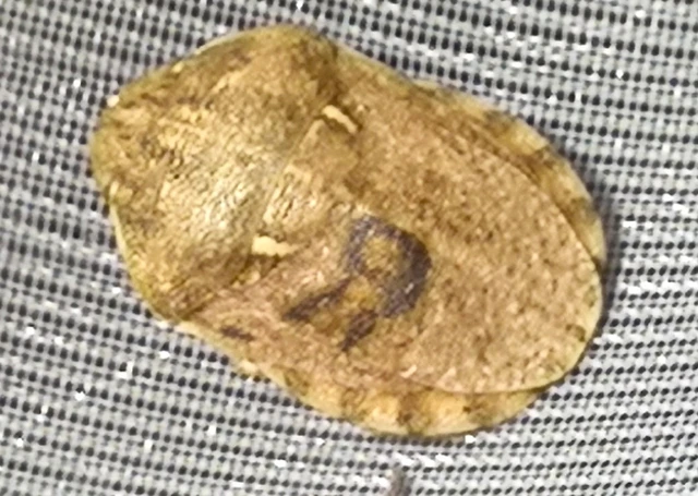 Eurygaster Eurygaster