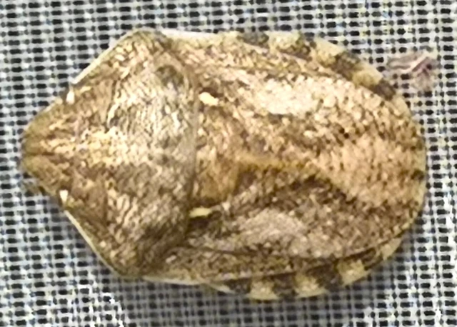 Eurygaster Eurygaster