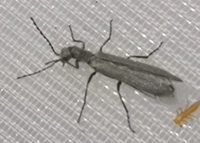 Dolichosoma lineare - ösztövér karimásbogár