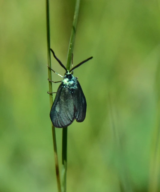Zygaenidae - csüngőlepkefélék