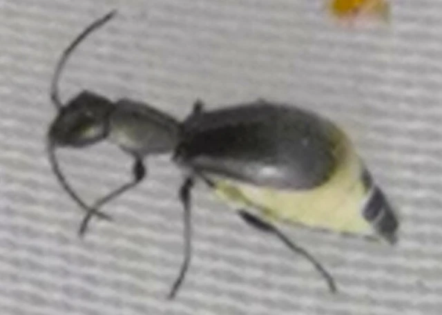 Melyridae - sziklaibogár-félék