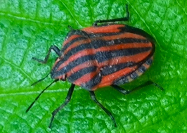 Graphosoma italicum - csíkos pajzsospoloska