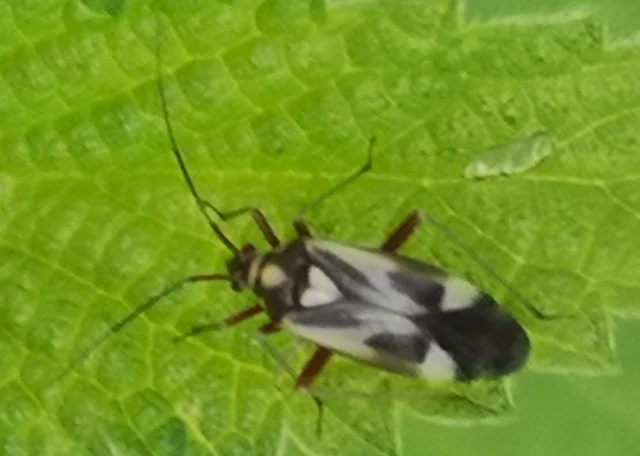 Grypocoris sexguttatus - hatpettyes díszpoloska Grypocoris sexguttatus - hatpettyes díszpoloska