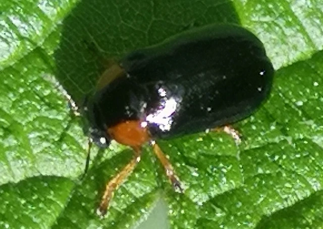 Smaragdina xanthaspis - cser-zsáklevelész