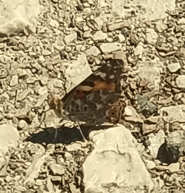 Vanessa cardui - bogáncslepke