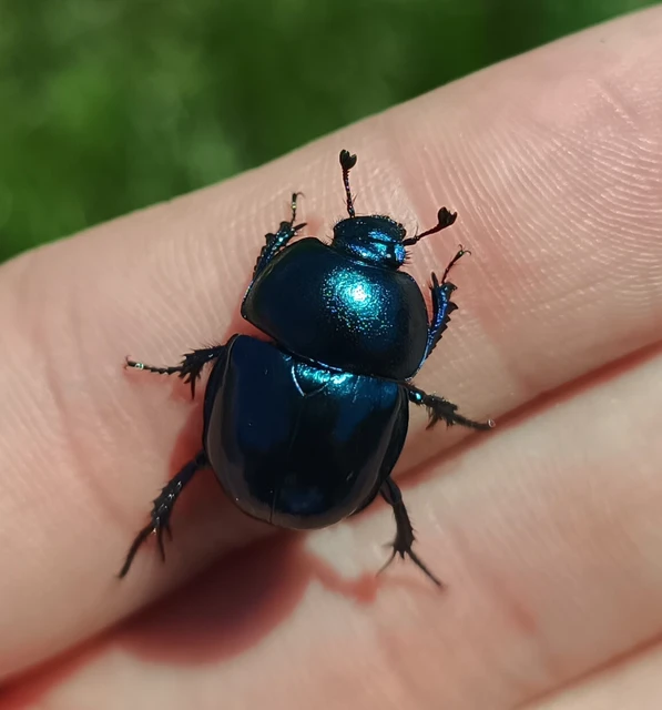 Trypocopris vernalis - tavaszi álganéjtúró