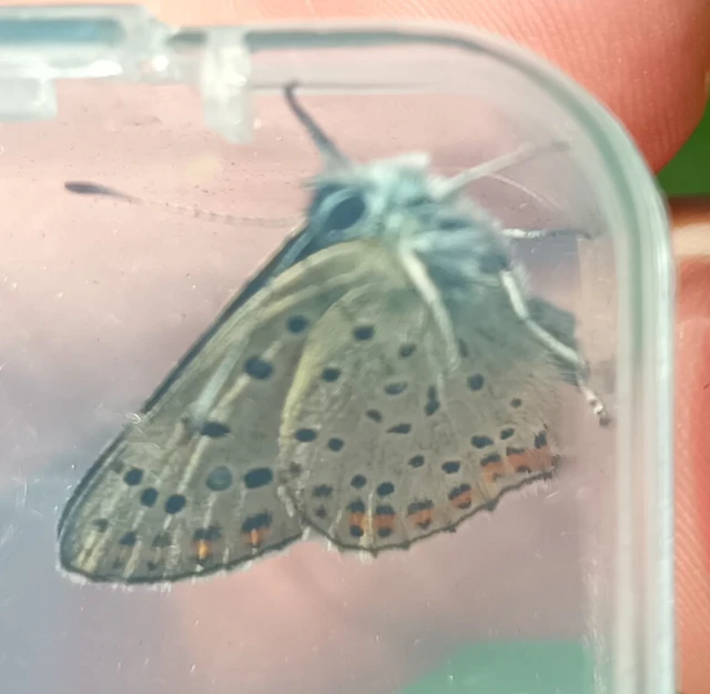 Lycaena tityrus - barna tűzlepke