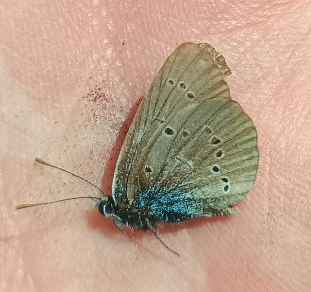 Cyaniris semiargus - aprószemes boglárka