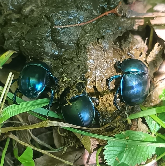Trypocopris vernalis - tavaszi álganéjtúró