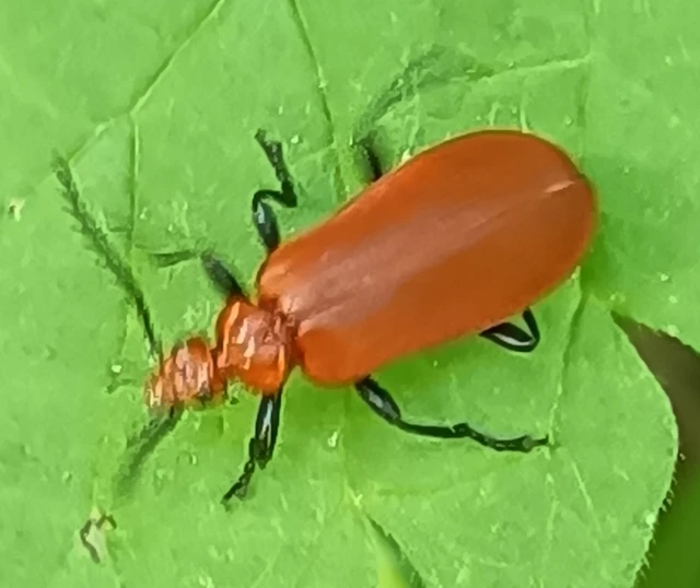 Pyrochroa serraticornis - közép-bíborbogár Pyrochroa serraticornis - közép-bíborbogár