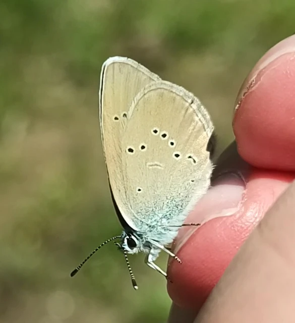 Cyaniris semiargus - aprószemes boglárka