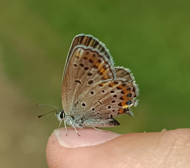 Plebejus argyrognomon - tintakék boglárka