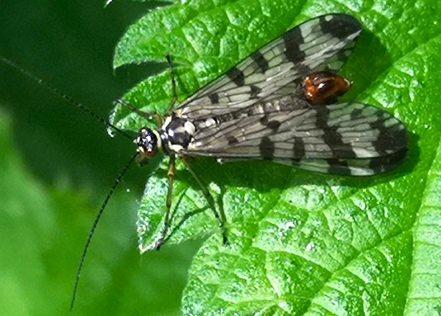 Panorpa communis/vulgaris
