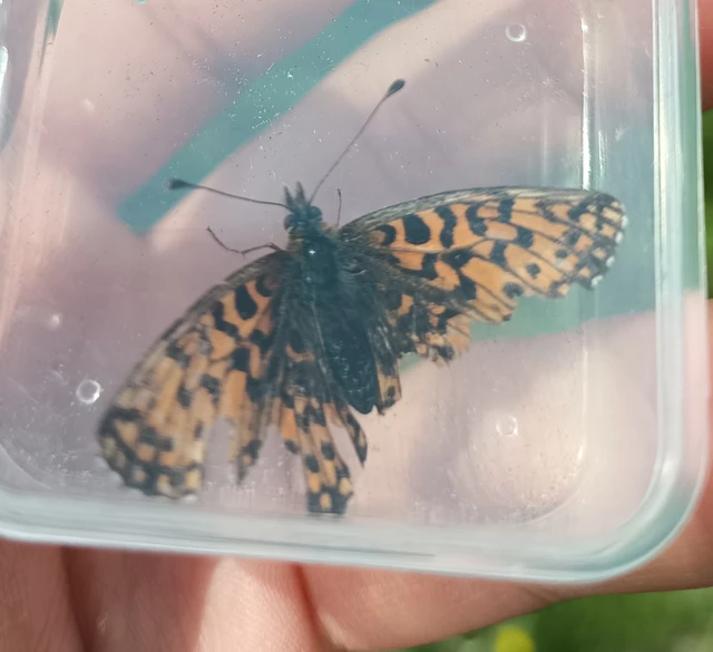Boloria dia - kis gyöngyházlepke