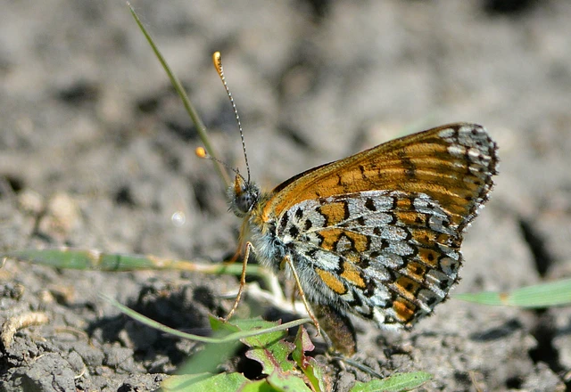 Melitaea cinxia - réti tarkalepke