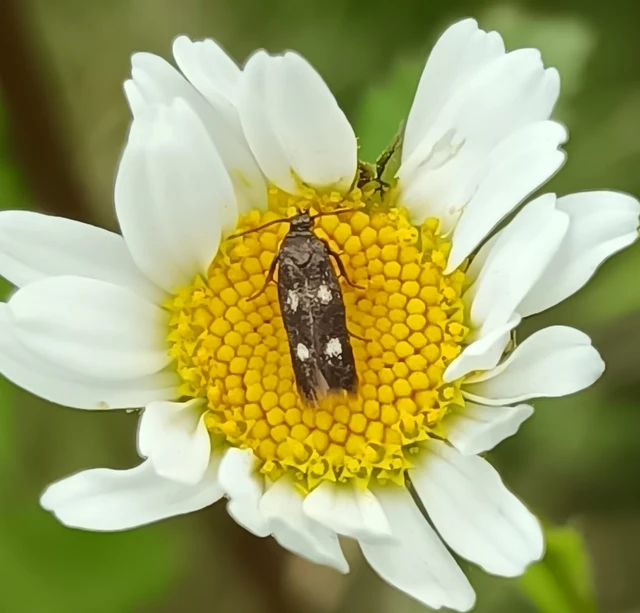 Parascythris muelleri - kétpettyes zöldmoly