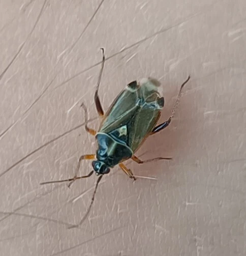 Harpocera