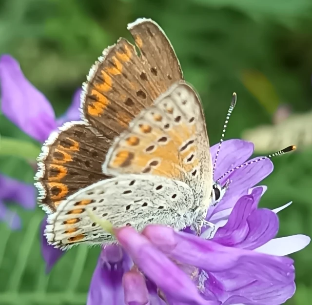 Lycaena tityrus - barna tűzlepke