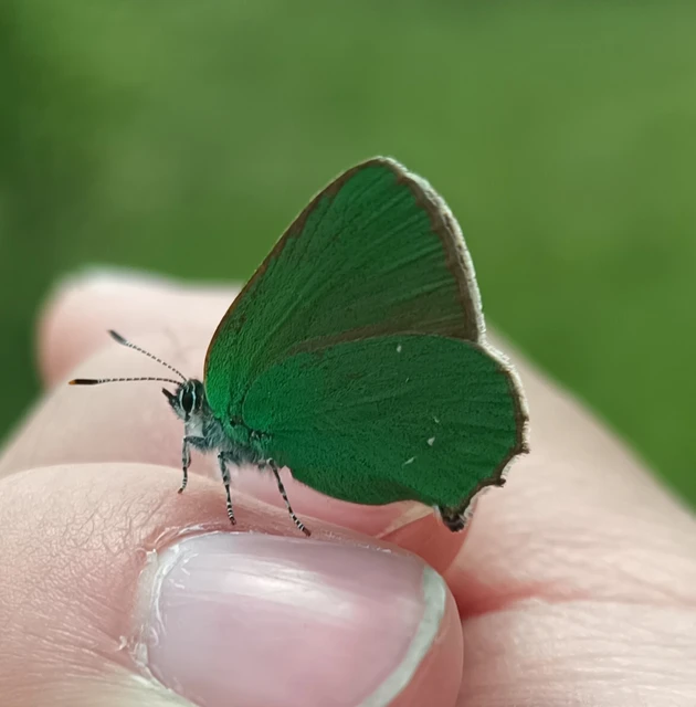 Callophrys rubi - zöldfonákú lepke