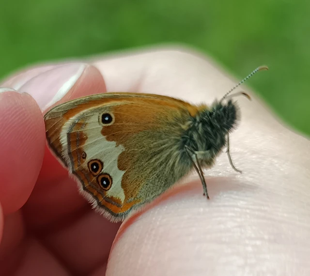Coenonympha arcania - fehéröves szénalepke