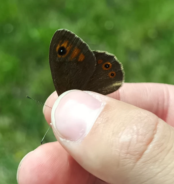 Lasiommata maera - nagyfoltú szemeslepke