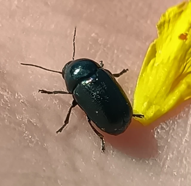 Cryptocephalus violaceus - sötétkék zömökbogár Cryptocephalus violaceus - sötétkék zömökbogár