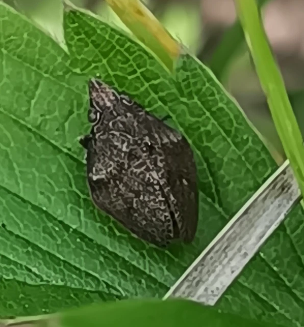 Mycterodus