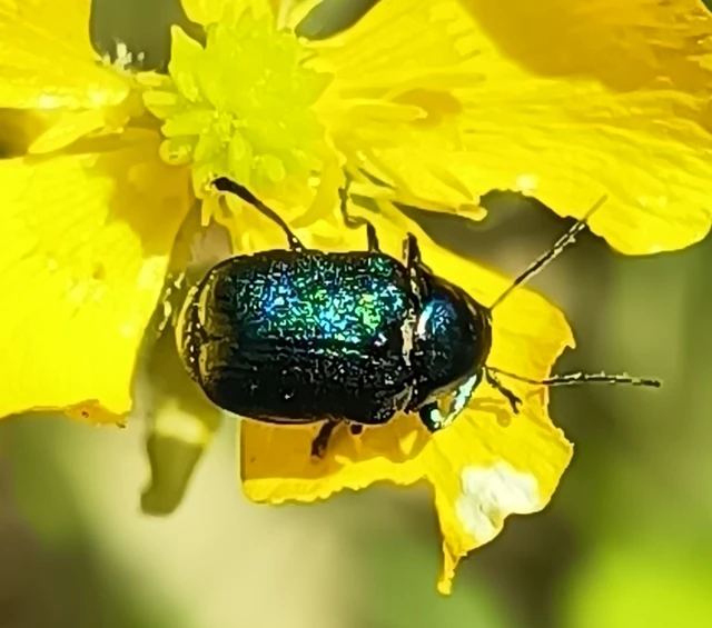 Cryptocephalus