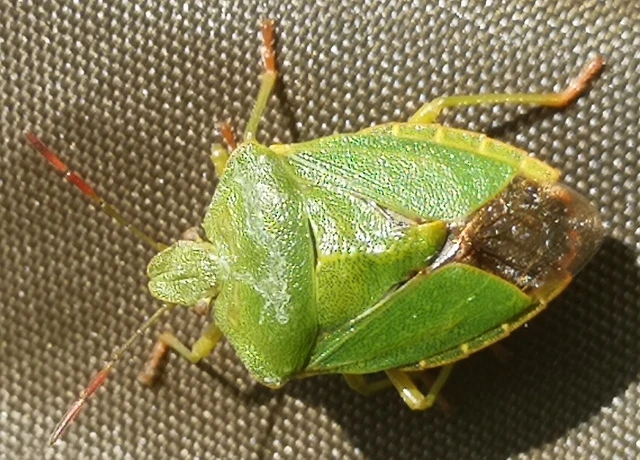 Palomena prasina - zöld bogyómászó-poloska Palomena prasina - zöld bogyómászó-poloska
