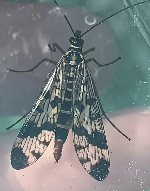 Panorpa vulgaris