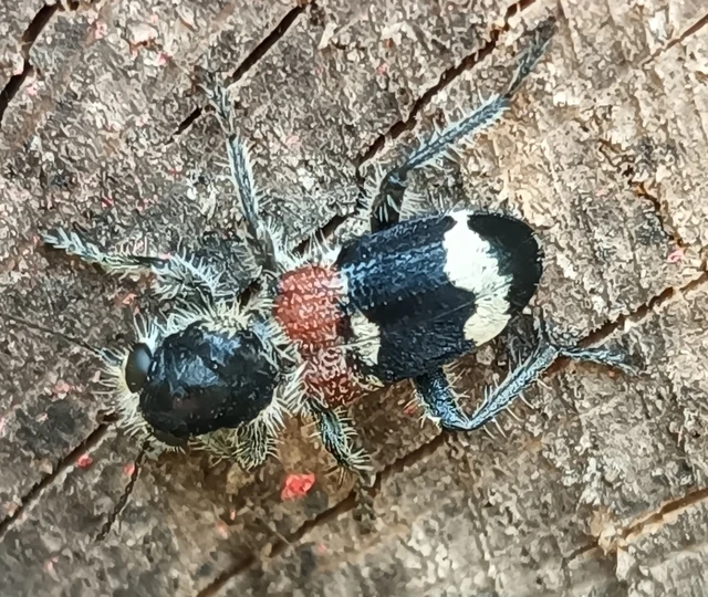Clerus mutillarius - feketenyakú szúfarkas