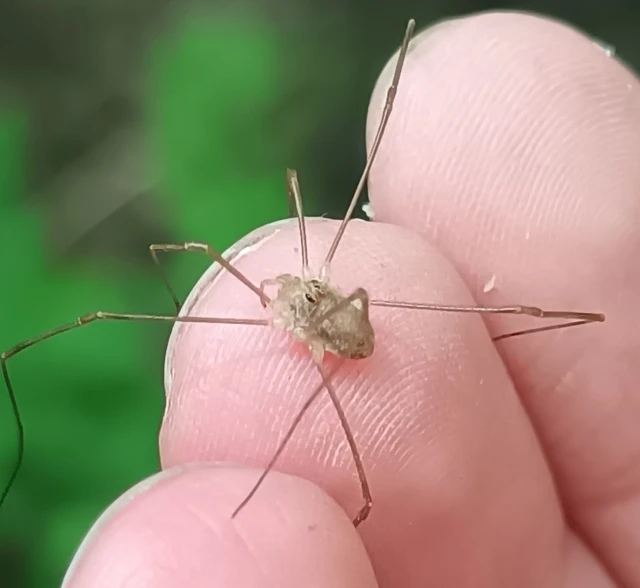 Opiliones - Kaszáspókok