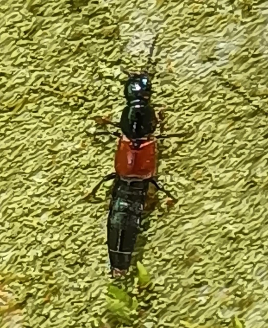 Quedius ochripennis - vörösszárnyú mohaholyva