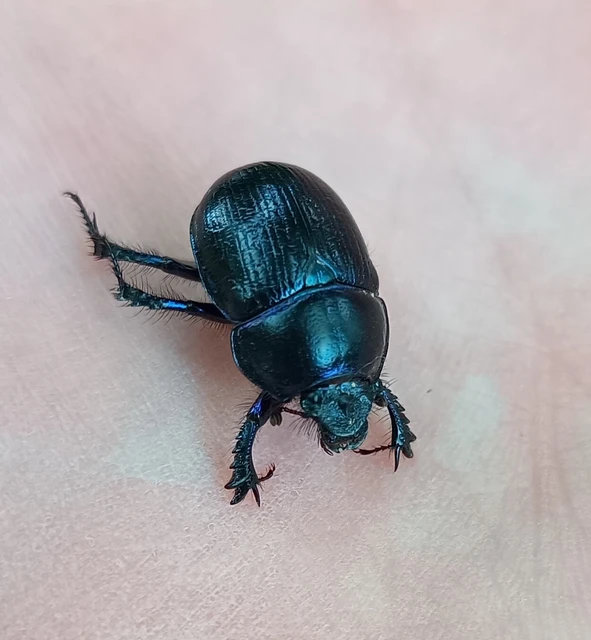 Anoplotrupes stercorosus - erdei álganéjtúró