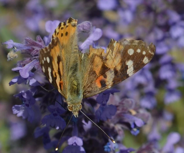 Vanessa cardui - bogáncslepke