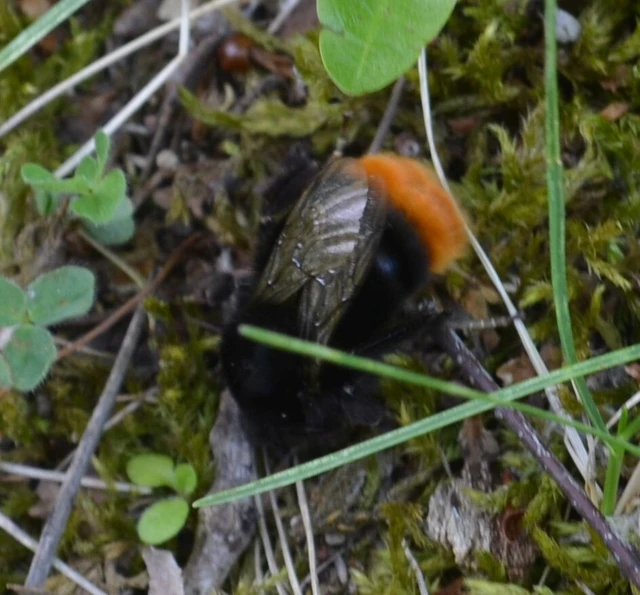 Hymenoptera - Hártyásszárnyúak Hymenoptera - Hártyásszárnyúak