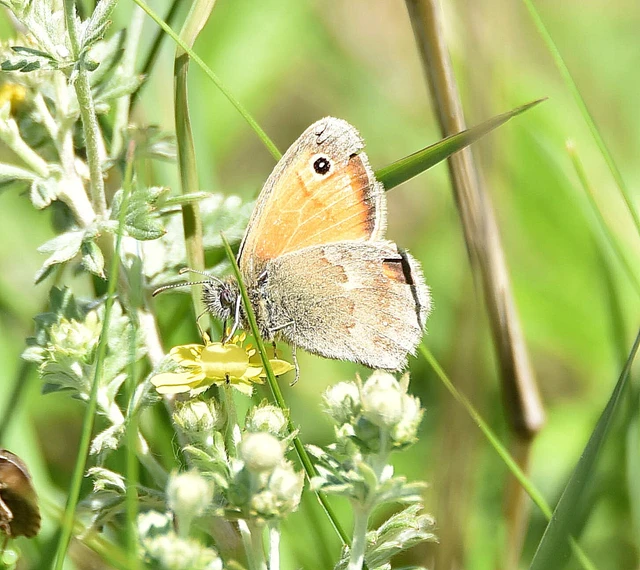 Coenonympha pamphilus - kis szénalepke