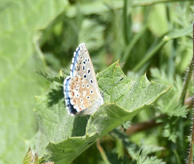 Polyommatus bellargus - égszínű boglárka