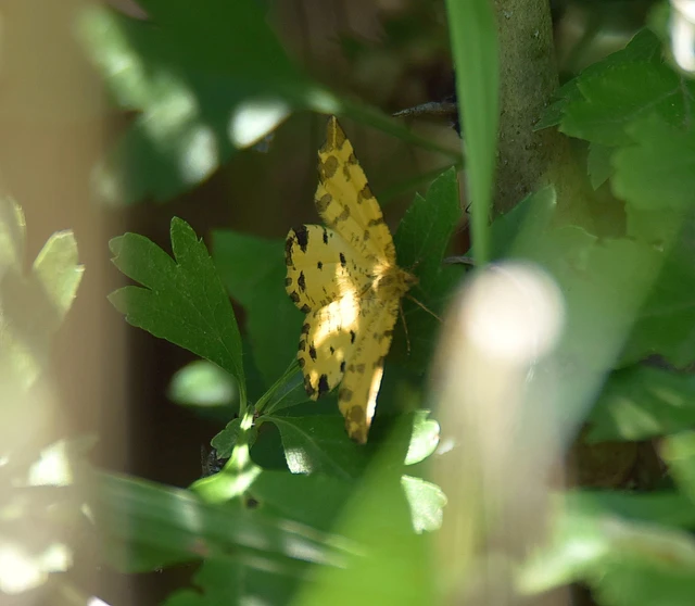 Pseudopanthera macularia - párducfoltos araszoló
