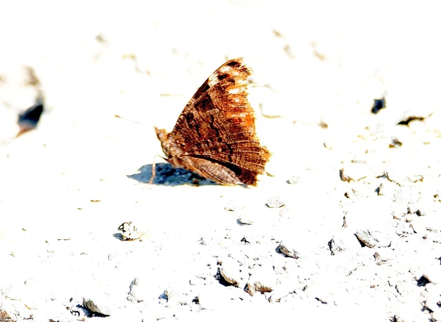 Nymphalis io - nappali pávaszem